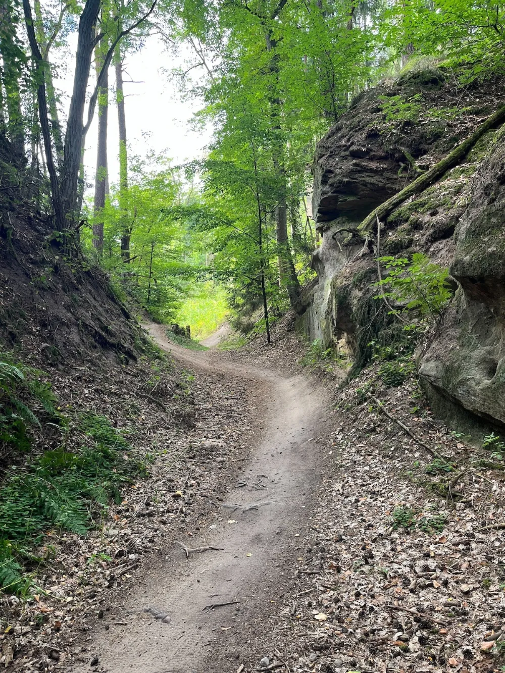offizieller MTB Trail