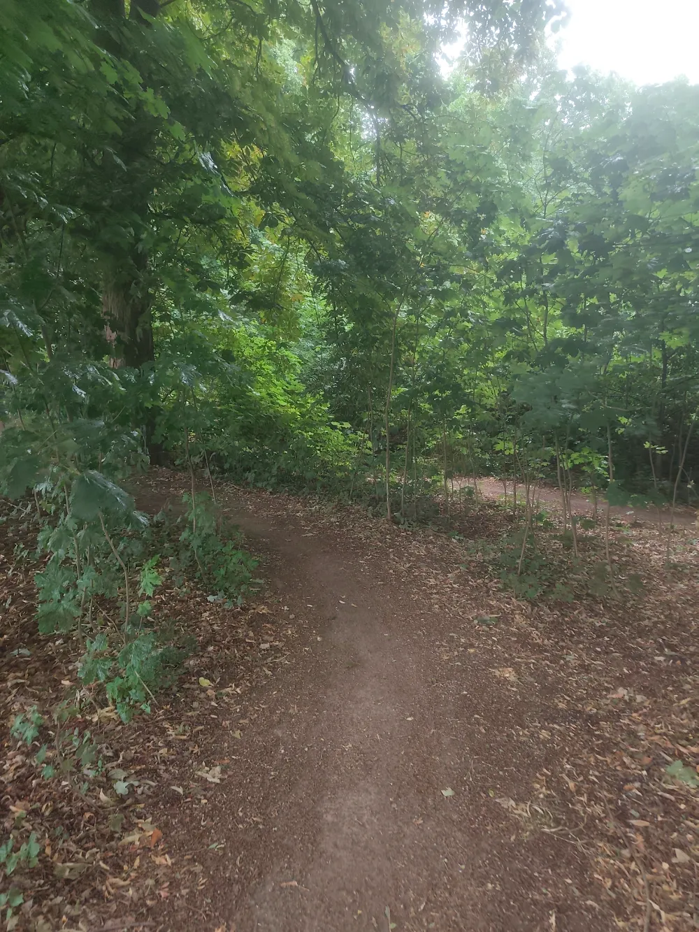 offizieller MTB Trail