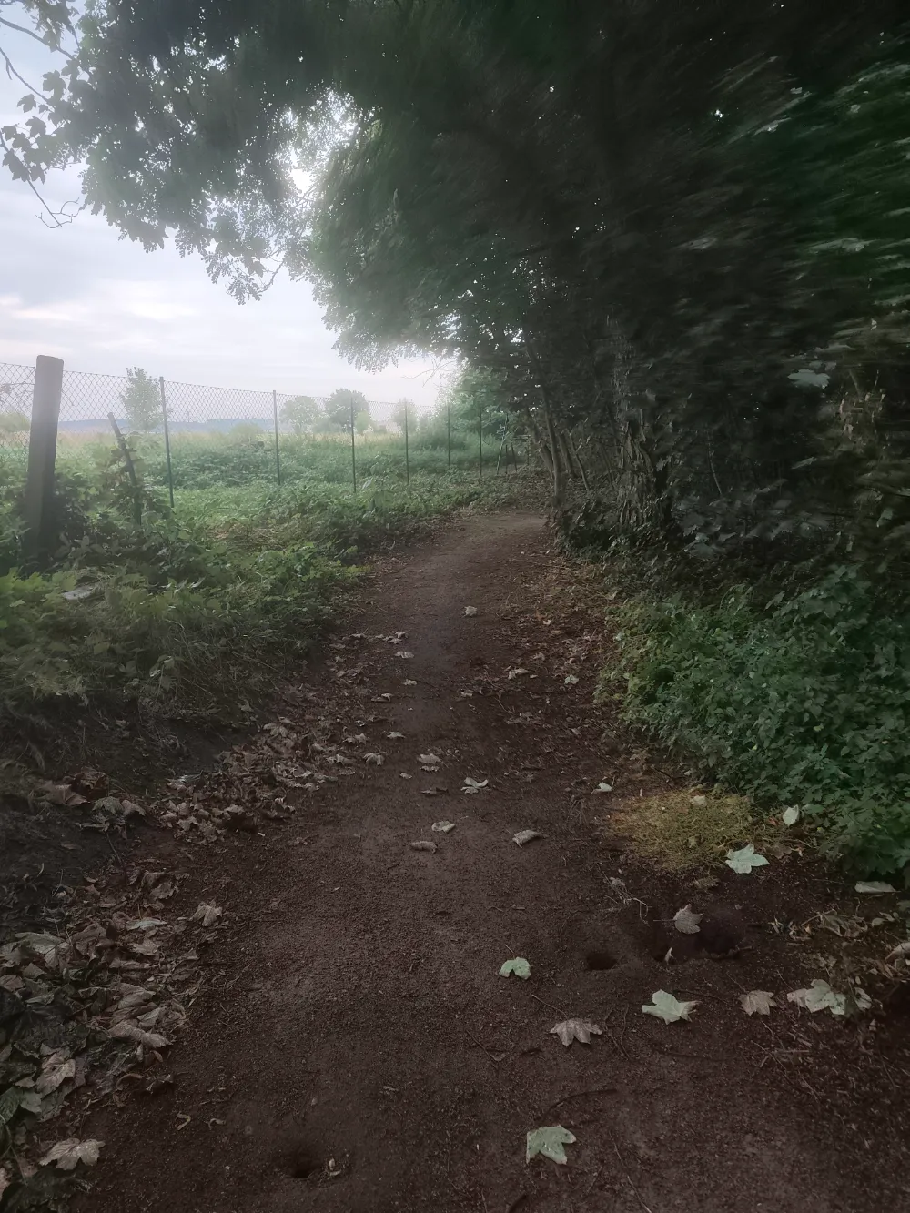 offizieller MTB Trail