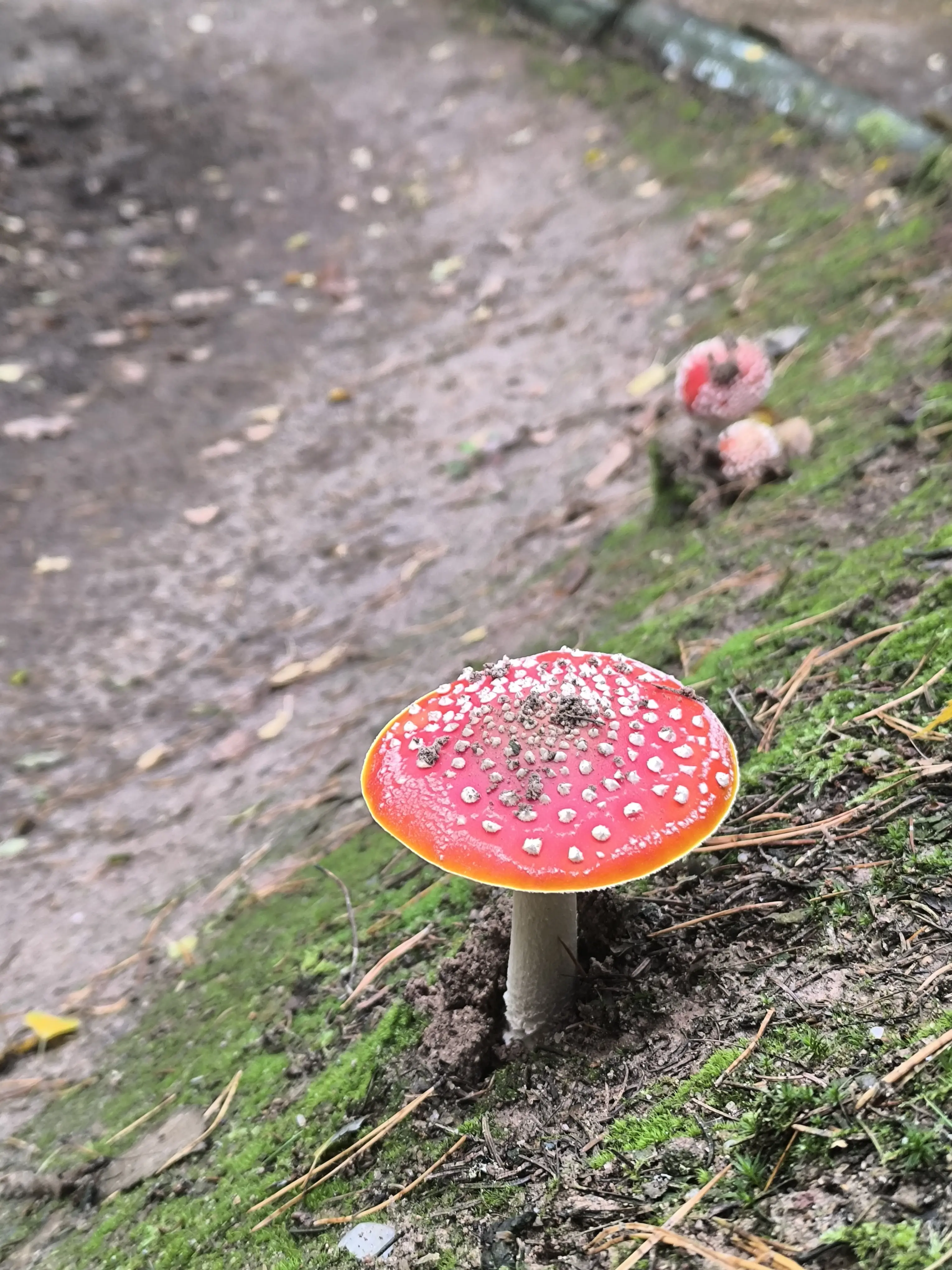 offizieller MTB Trail